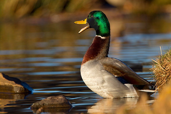 Mallard,Duns Castle lake,Berwickshire,Scottish Borders.