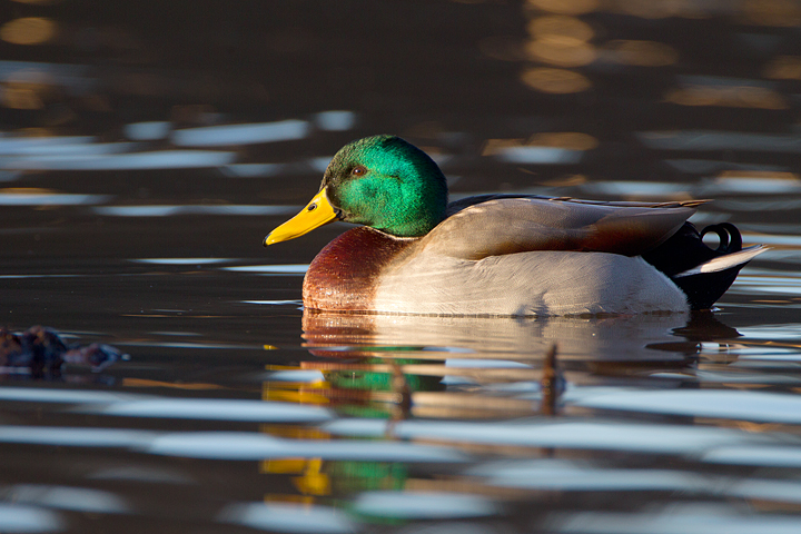 Mallard,Duns Castle lake,Berwickshire,Scottish Borders.