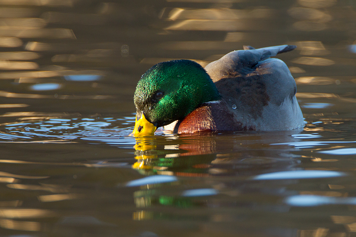 Mallard,Duns Castle lake,Berwickshire,Scottish Borders.
