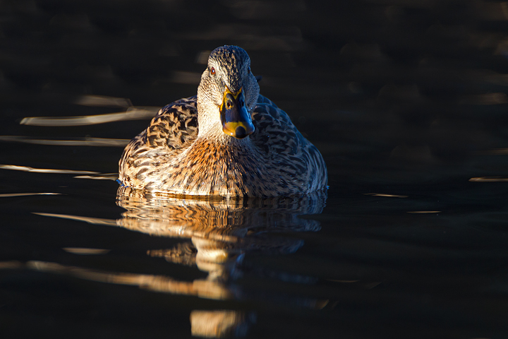 Female mallard,Duns Castle lake,Berwickshire,Scottish Borders.