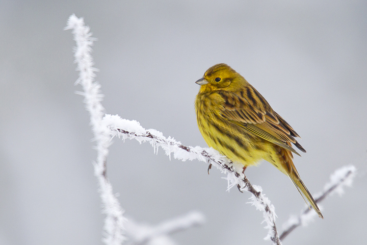 Yellowhammer,hoarfrost,Berwickshire,Scottish Borders.