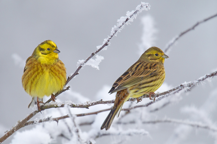 Yellowhammers,hoarfrost,Berwickshire,Scottish Borders.