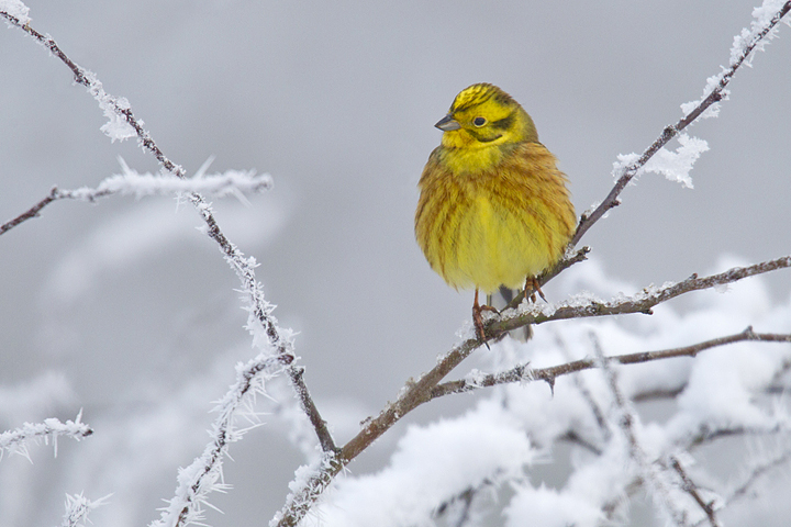 Yellowhammer,hoarfrost,Berwickshire,Scottish Borders.