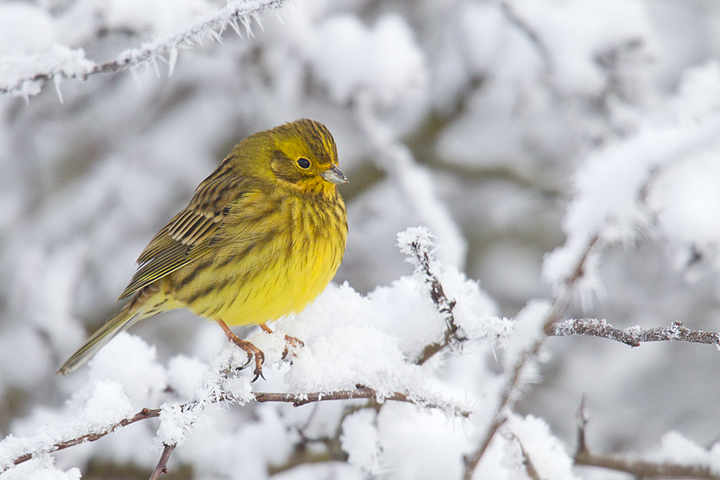 Yellowhammer,hoarfrost,Berwickshire,Scottish Borders.