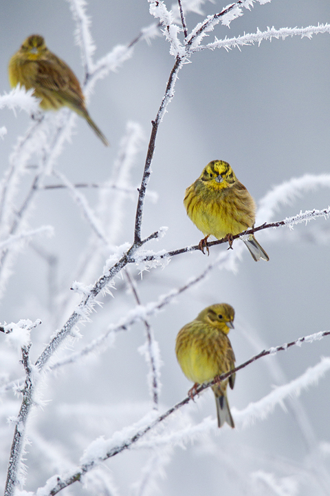 Yellowhammers,hoarfrost,Berwickshire,Scottish Borders.