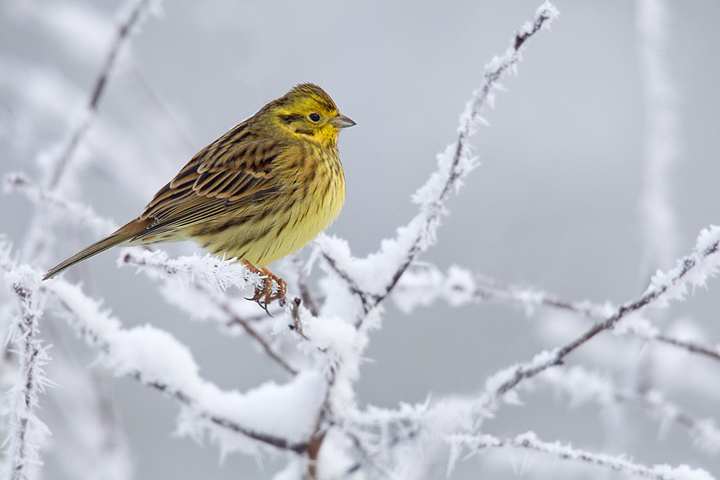 Yellowhammer,hoarfrost,Berwickshire,Scottish Borders.