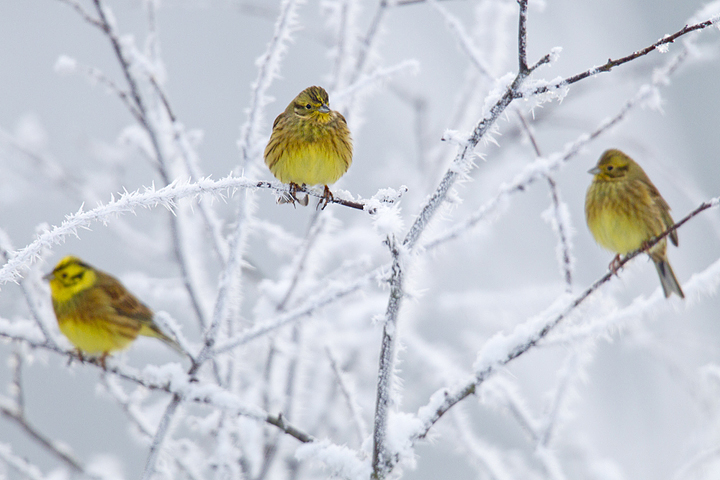 Yellowhammers,hoarfrost,Berwickshire,Scottish Borders.