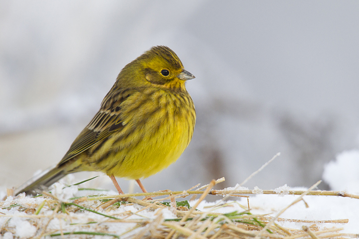 Yellowhammer,snow,Berwickshire,Scottish Borders.