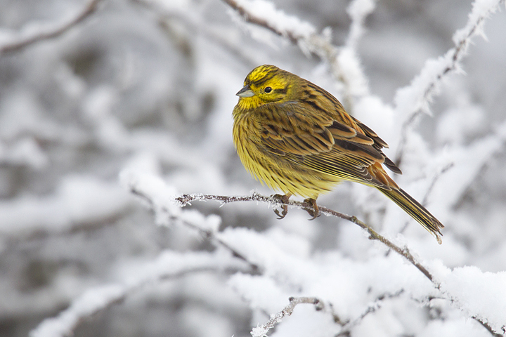 Yellowhammer,hoarfrost,Berwickshire,Scottish Borders.