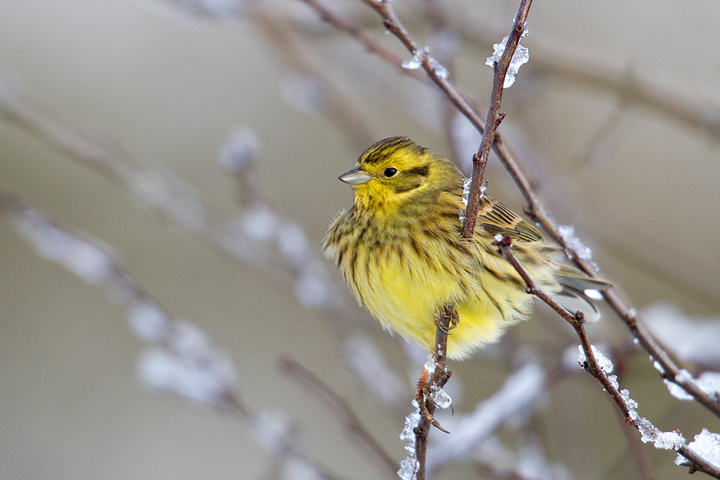 Yellowhammer,hoarfrost,Berwickshire,Scottish Borders.