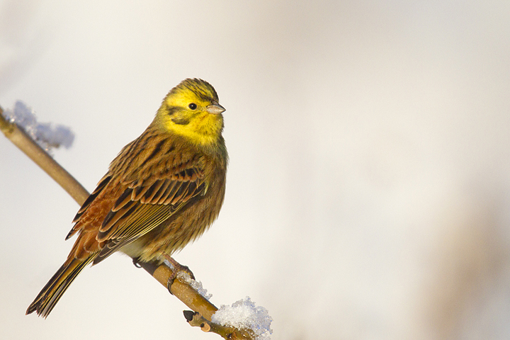 Yellowhammer,hoarfrost,Berwickshire,Scottish Borders.