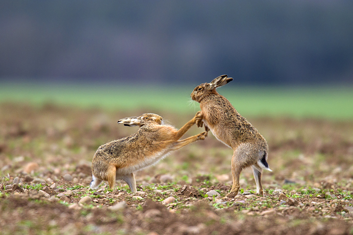 S.N.P.A Wildlife Behaviour category.