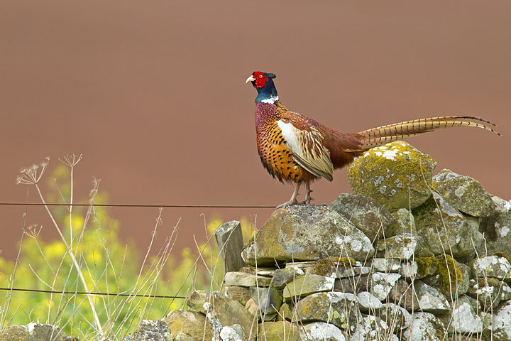 Cock Pheasant on drystone wall.