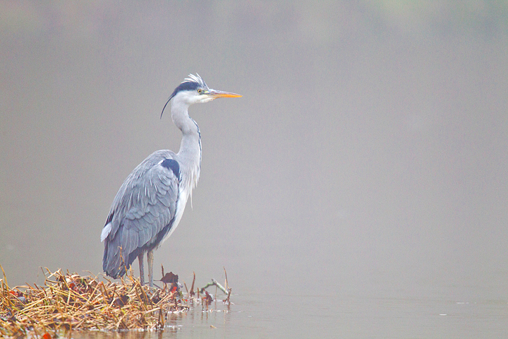 At the waters' edge,in the mist.