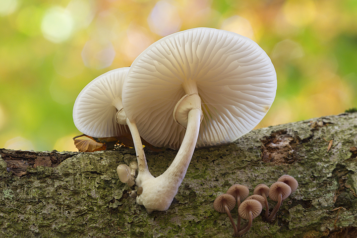 Porcelain fungus.