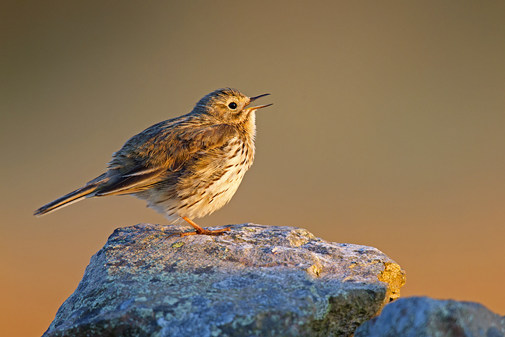 Singing Meadow Pipit in evening light.