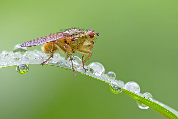Yellow Dungfly and raindrops.