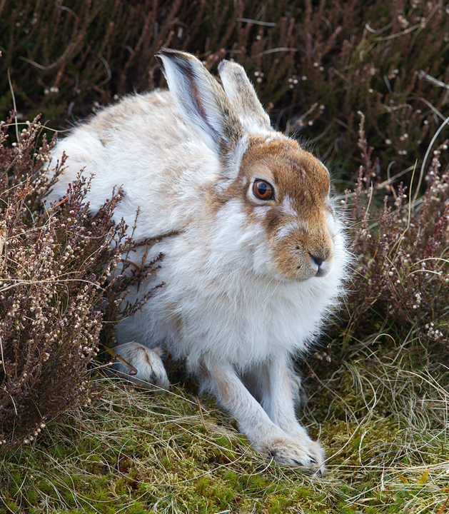 Mountain Hare 10,Lammermuir Hills,Scottish Borders