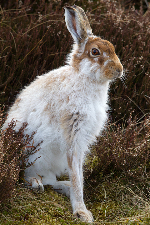 Mountain Hare 11,Lammermuir Hills,Scottish Borders