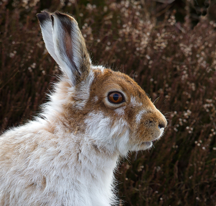 Mountain Hare 12,Lammermuir Hills,Scottish Borders