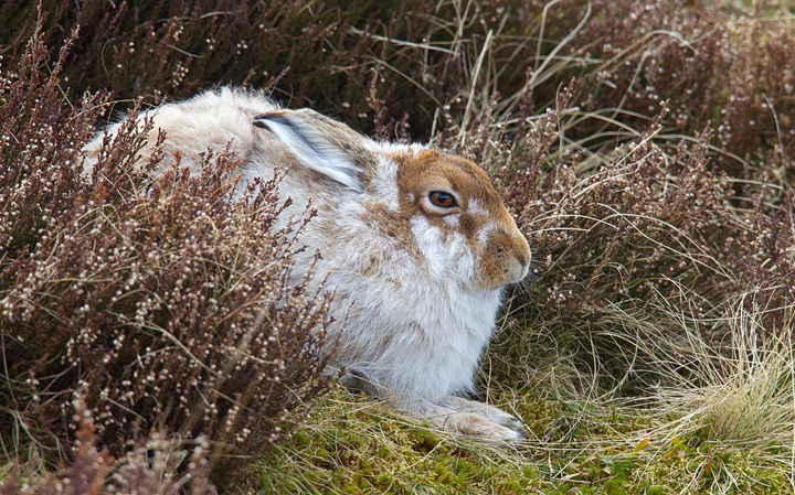 Mountain Hare 2,Lammermuir Hills,Scottish Borders