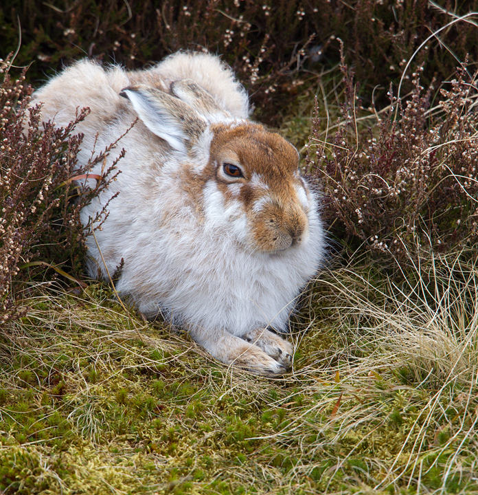 Mountain Hare 3,Lammermuir Hills,Scottish Borders