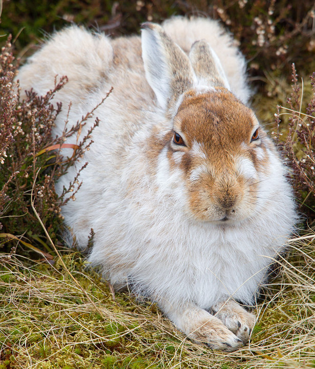 Mountain Hare 4,Lammermuir Hills,Scottish Borders