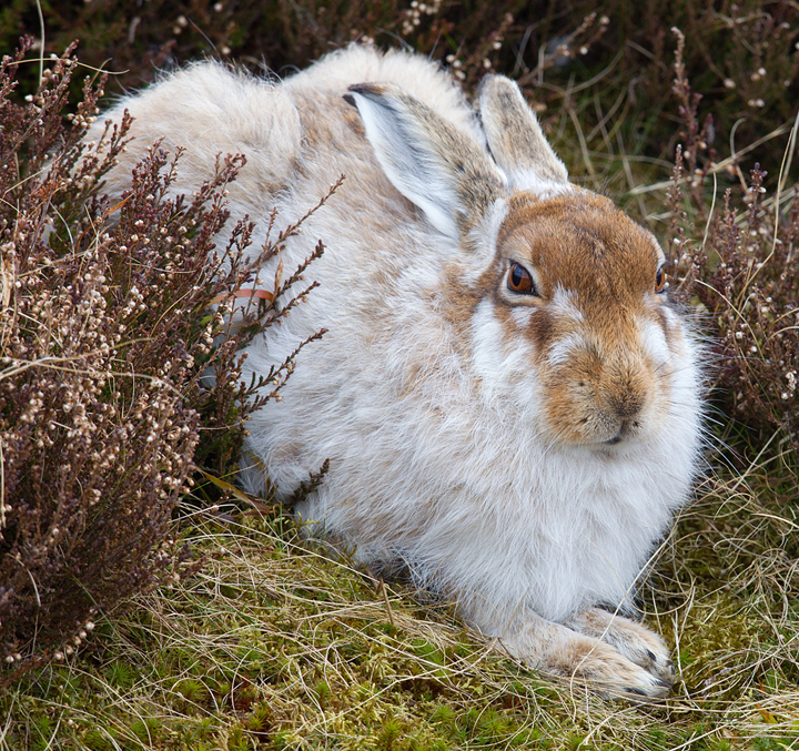 Mountain Hare 5,Lammermuir Hills,Scottish Borders
