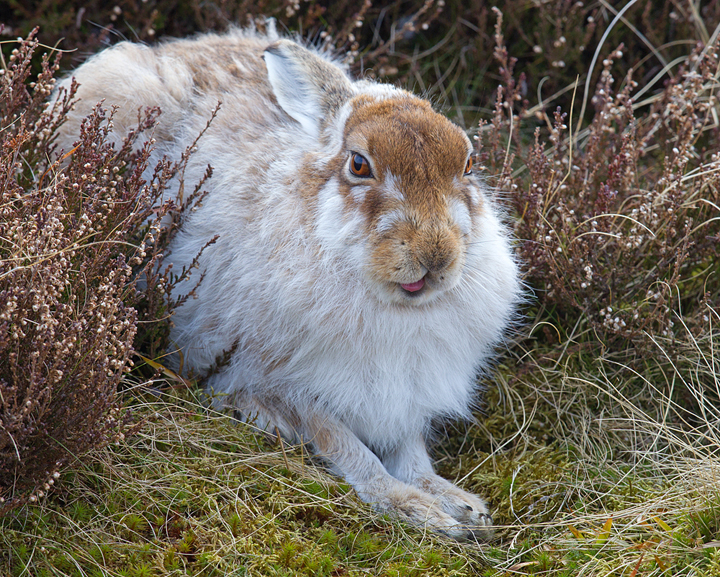 Mountain Hare 6,Lammermuir Hills,Scottish Borders