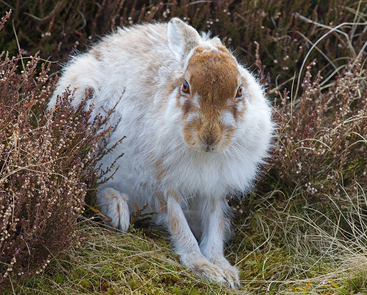 Mountain Hare 8,Lammermuir Hills,Scottish Borders