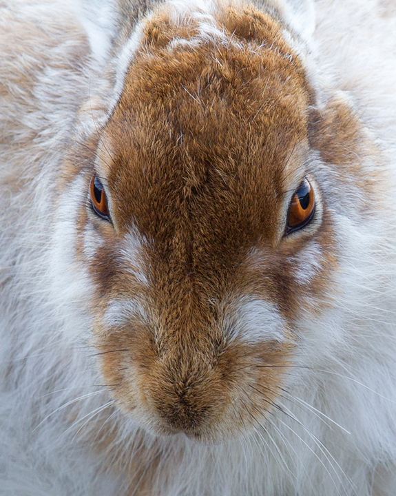 Mountain Hare Portrait.1,Lammermuir Hills,Scottish Borders