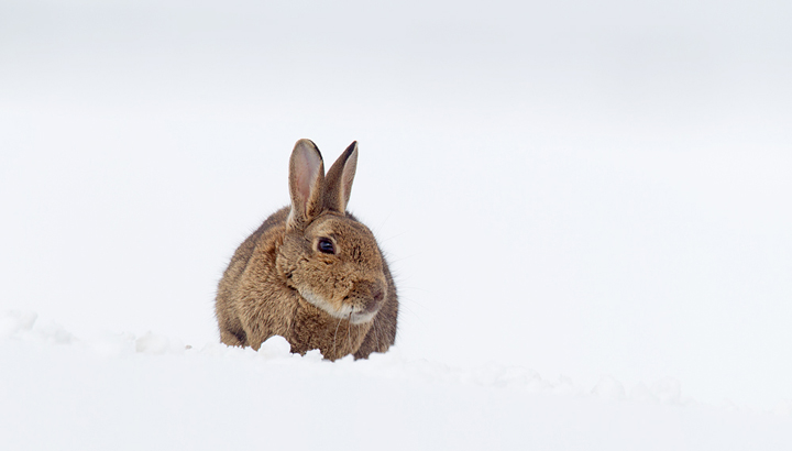 Rabbit on snow,Berwickshire,Scottish Borders.