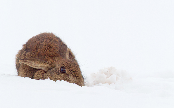 Rabbit in snow,Berwickshire,Scottish Borders.