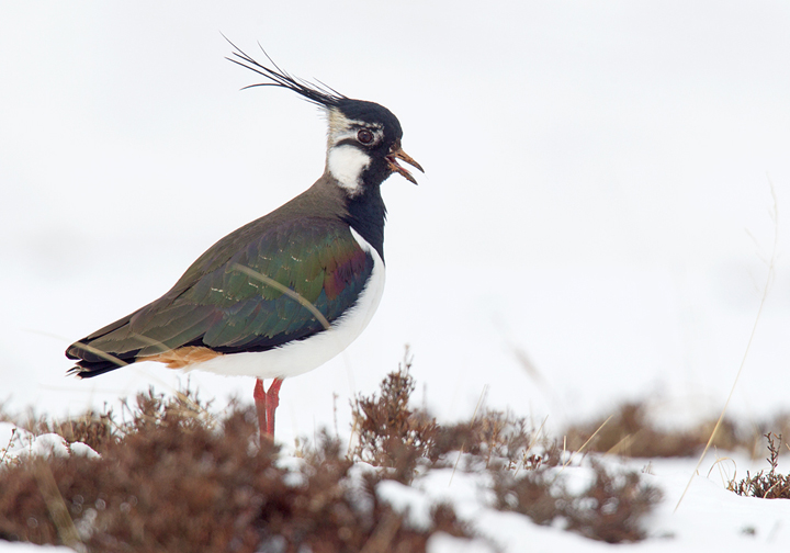 Peewit in snow,Berwickshire,Scottish Borders.