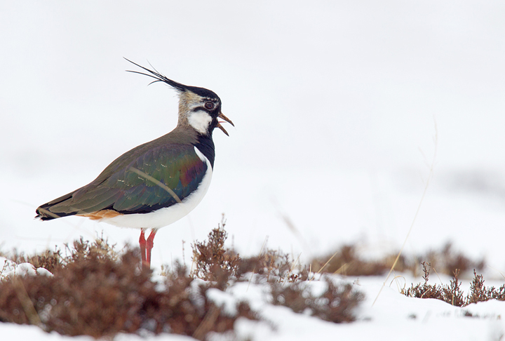 Peewit in snow,Berwickshire,Scottish Borders.