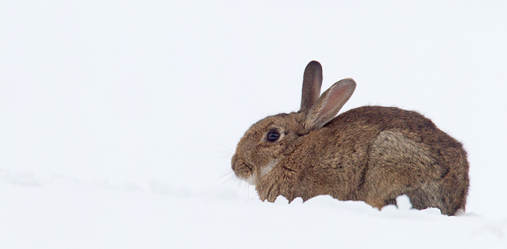 Rabbit in snow,Berwickshire,Scottish Borders.