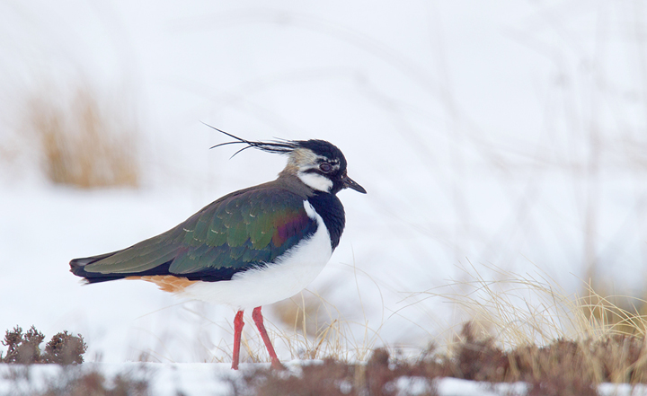 Lapwing in snow,Berwickshire,Scottish Borders.