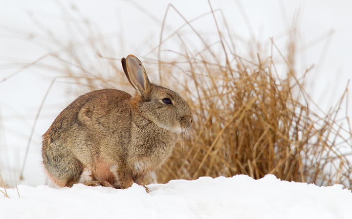 Rabbit on snow.Berwickshire,Scottish Borders.
