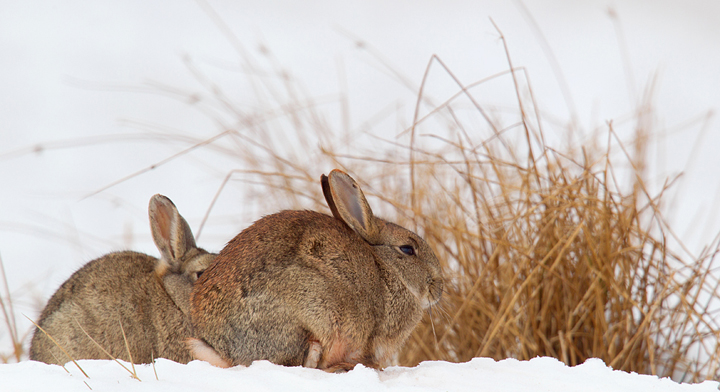 Rabbits on snow,Berwickshire,Scottish Borders.