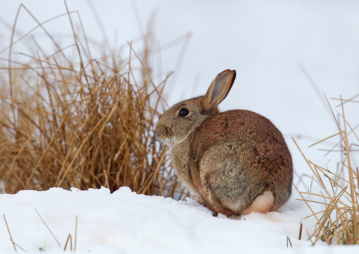 Rabbit on snow,Berwickshire,Scottish Borders.