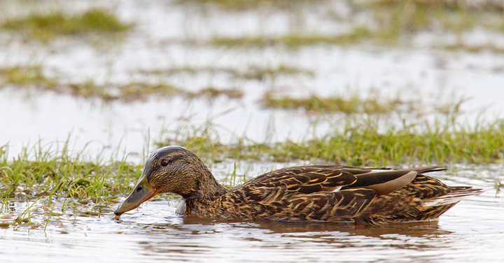 Female Mallard,Berwickshire,Scottish Borders.