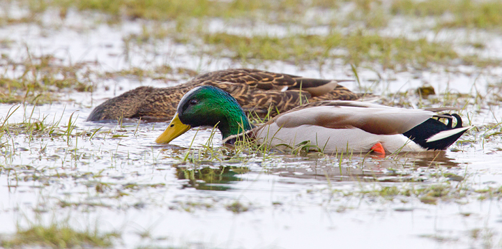 Male and female Mallards feeding,Berwickshire,Scottish Borders.