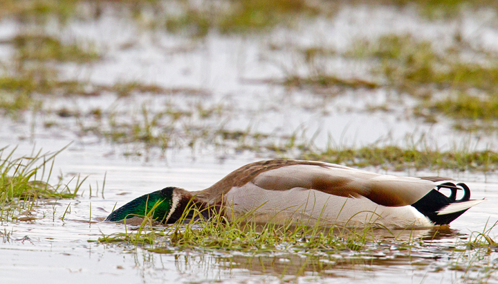 Mallard drake feeding,Berwickshire,Scottish Borders..