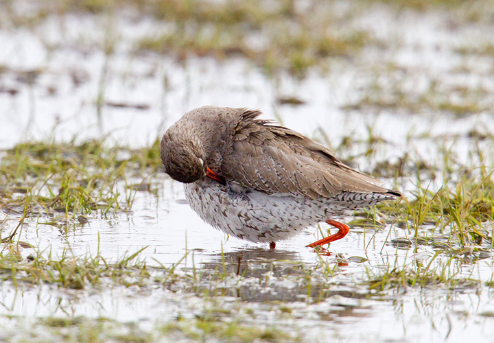 Redshank,Berwickshire,Scottish Borders