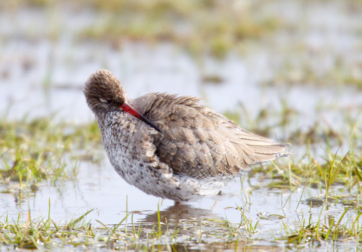 Redshank,Berwickshire,Scottish Borders