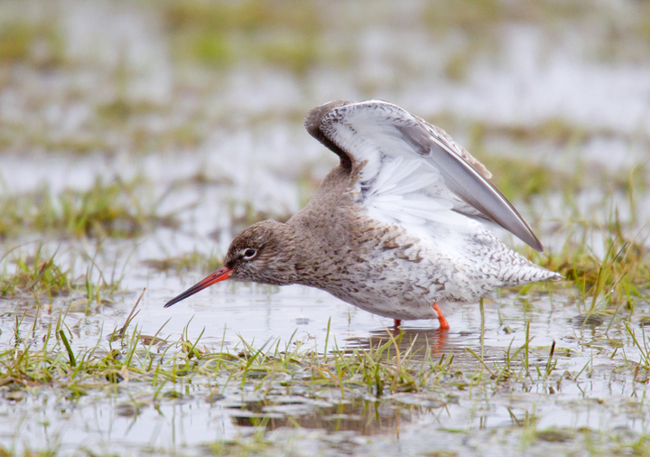 Redshank,Berwickshire,Scottish Borders