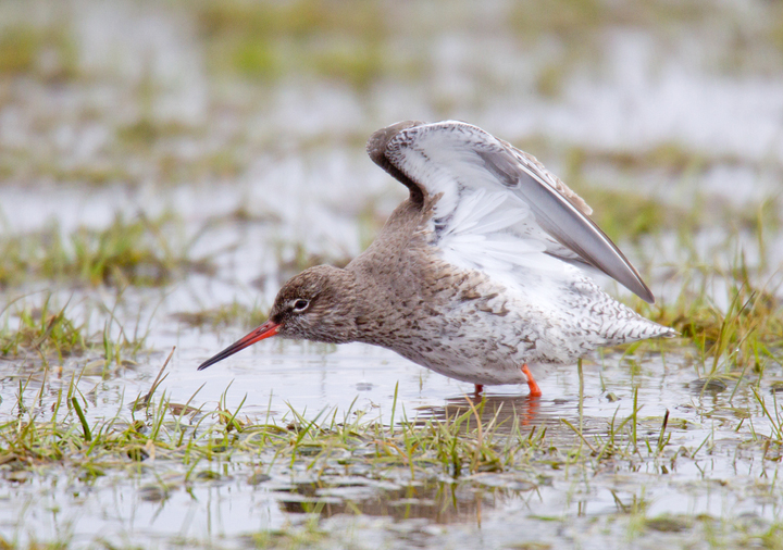 Redshank,Berwickshire,Scottish Borders