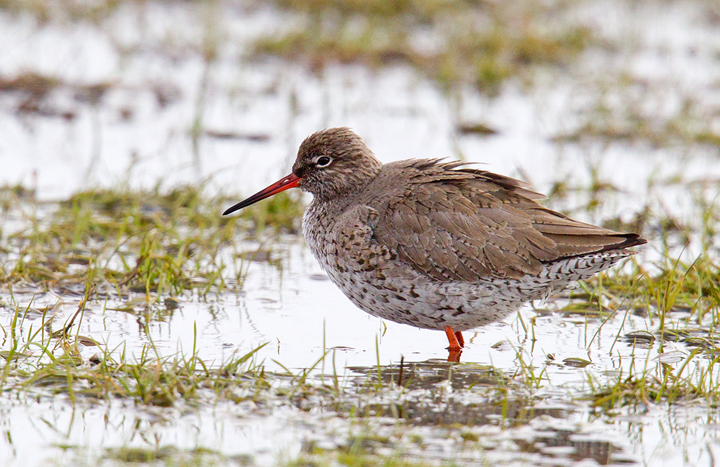 Redshank,Berwickshire,Scottish Borders