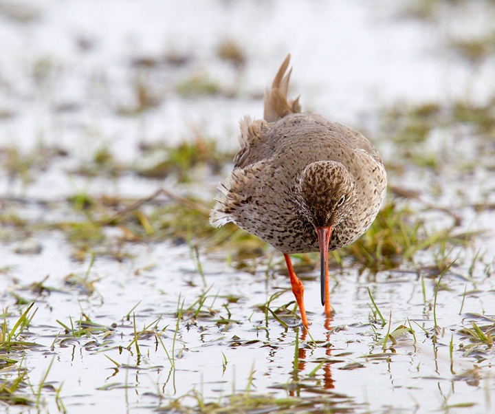 Redshank,Berwickshire,Scottish Borders