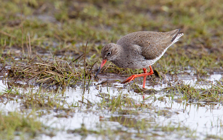 Redshank,Berwickshire,Scottish Borders.